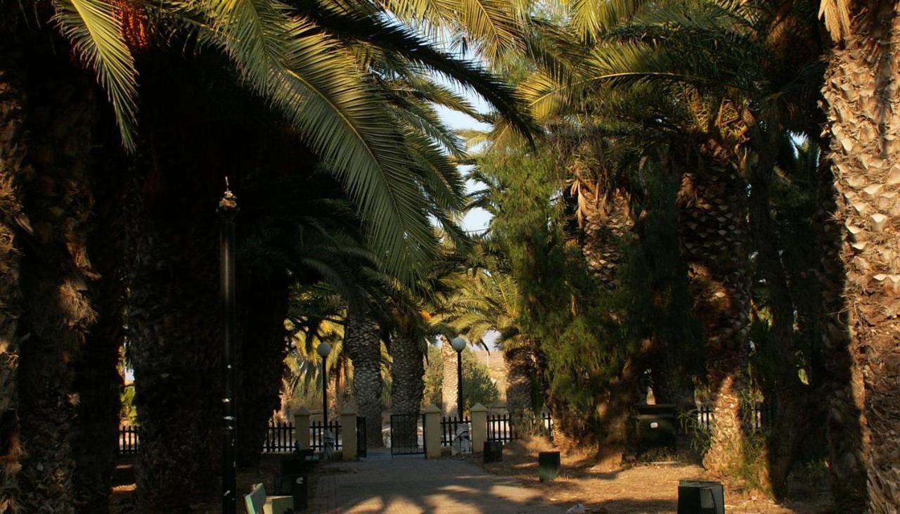 Palmtrees Lavrion
